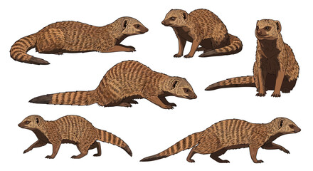 Ruddy mongoose animals in different poses on white background  