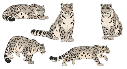 Snow leopard in various poses showcasing natural behavior  