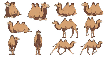 Wild Bactrian camels in different poses and actions in nature  
