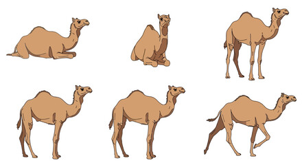 Wild dromedary camels in different poses and positions  