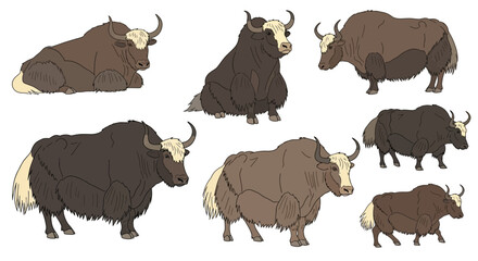 Different poses of yaks illustrated in various sizes and colors  