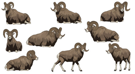 Argali sheep in various poses and angles for wildlife illustration  