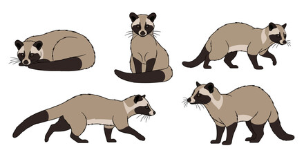Asian Palm Civet in different poses showcasing variety and movement  
