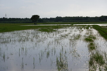 Agriculture field drowned by the flooded water