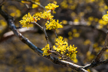 cornelian cherry flowers in the valley