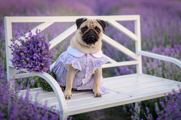 A cute pug in a summer dress sits on a bench in blooming lavender. The puppy looks carefully at the...