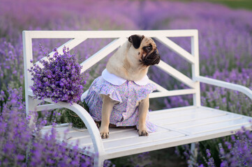 A cute pug in a summer dress sits on a bench in blooming lavender. The puppy looks carefully at the...
