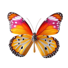 Obraz premium Vibrant butterfly with orange pink and black patterned wings isolated on white background for nature wildlife insect species and colorful creature themes