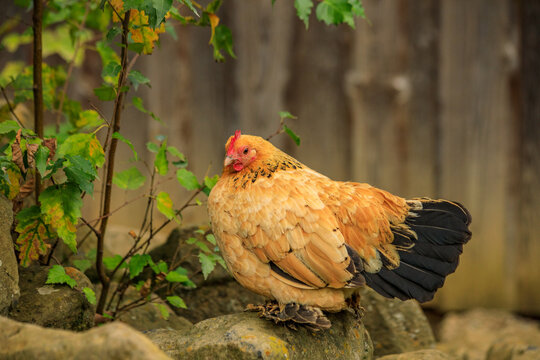 Das Brahmahuhn