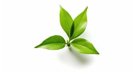 Fresh green leaves, isolated on a white background, highlight the vibrant nature and organic growth of a single plant or an entire branch, embodying the essence of spring flora