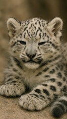 Obraz premium Adorable snow leopard cub resting.