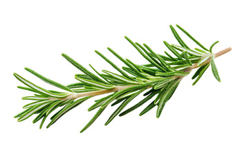 Fresh Rosemary Sprig: Isolated on Transparent PNG, vibrant green, culinary herb.