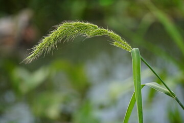 wild grass, likely either Green Foxtail (Setaria viridis) or Barnyardgrass in closeup 