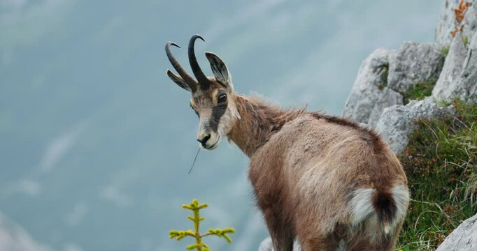 Curious Capra Alpine Ibex mountain goat look at camera in Triglav Slovenia alps