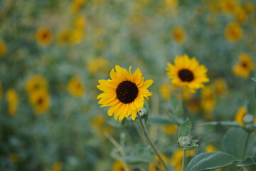 common sunflower also known Helianthus annuus in closeup 