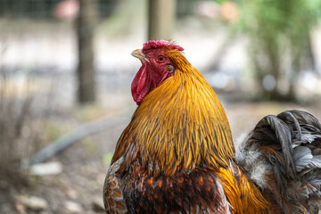 A golden laced Wyandotte rooster.