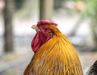 Head of a golden laced Wyandotte rooster with a Donald Trump-like expression.