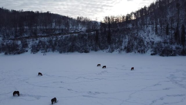 Drone footage of snowy mountains, valleys, and forests in Ust-Koksa, Altai Republic, Russia, under clear skies, showing the remote region&rsquo;s beauty during winter.