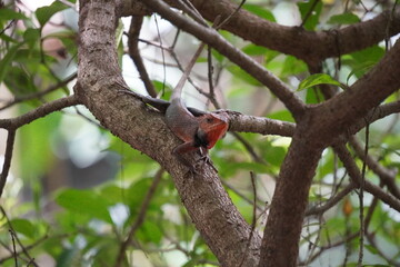 Oriental Garden Lizard also known Calotes versicolor resting on tree branch