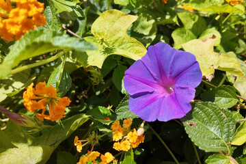 Morning Glory, Ipomoea pes-caprae