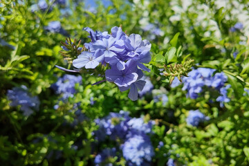Plumbago auriculata or Cape leadwort in garden