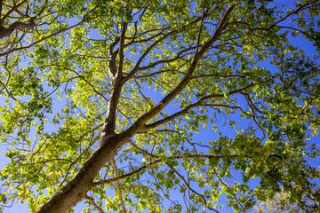 green leaves on the blue sky background, nature green wood sunlight backgrounds