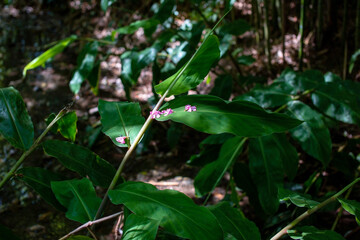 Flowers in the jungle of Costa Rica, Central America, Central America
