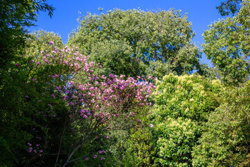 Flowering shrubs in the city park. Spring landscape.