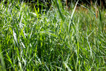 green grass close up in the sun in summer with blur background texture