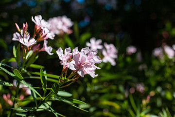 Close up of pink oleander flower in the garden, selective focus