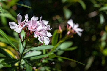 Pink oleander flowers blooming in the garden on a sunny day
