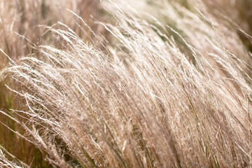close up of dry grass in the meadow with shallow depth of field