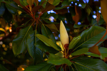 Magnolia grandiflora, Magnolia grandiflora.