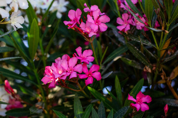 Pink oleander flower in garden, Thailand. (selective focus)