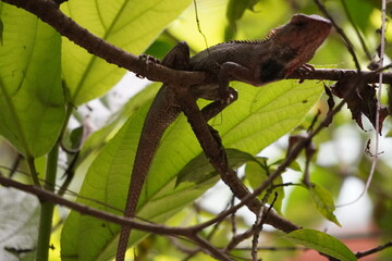 Oriental Garden Lizard (Calotes versicolor) also known as the Eastern Garden Lizard or Changeable Lizard on the tree