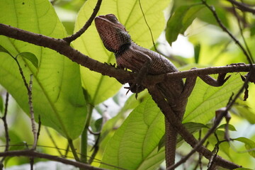 Oriental Garden Lizard (Calotes versicolor) perched on a tree branch