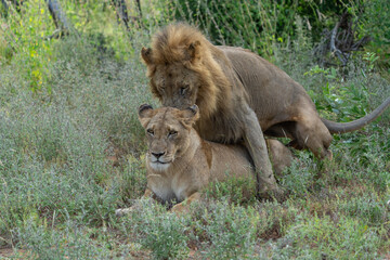 Mating pair of African lions, Male and female lion mating in the grassland, Greater Kruger. 