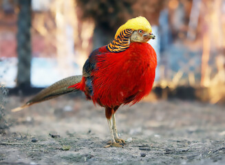 Golden Pheasant. China's unique ornamental bird. Chinese pheasant (Chrysolophus pictus).