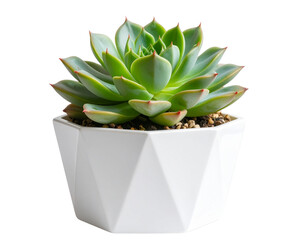  Modern Echeveria Succulent in Faceted White Pot – Front View Isolated PNG