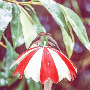 Two Pin Tailed Parrot Finches Sharing Food on a Red Umbrella in Rain