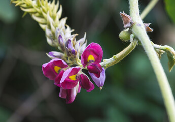 夏の花　葛の紫の花02
