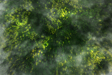 Green pine forest in mountain summer with a view from above.Spring birch groves with beautiful...