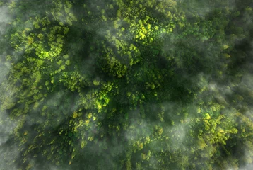 Fototapete Rund Birkenwald Green pine forest in mountain summer with a view from above.Spring birch groves with beautiful texture. Forest reduce carbon emissions and clean air.  © Miha Creative