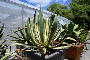 Agave plants outside a greenhouse.