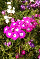 Purple Phlox Flowers Blooming in Garden – Vibrant Cluster of Phlox Blossoms in Natural Sunlight Closeup
