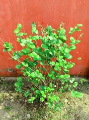 "Beli Flower Plant with Green Leaves in Natural Garden – Jasmine Buds and Leaves Closeup in Daylight"