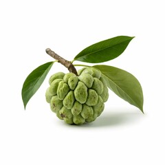  high-quality product photography shot of a single green cherimoya fruit against a pure white background 