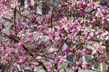 Rosa Magnolienblüten auf  Baumzweigen, Hintergrundbild, Deutschland