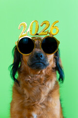 Funny dog with glasses celebrates new year 2026. Happy new year and merry christmas 2026 greeting card mascot with copy space and green background.
