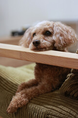 Adorable Toy Poodle Relaxing at Home 04